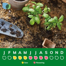 When to plant Verve Scatter & grow annual mix Seeds