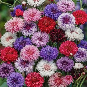 Verve Polka Dot Cornflower Seeds