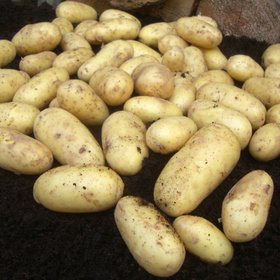 Verve 1.5kg Charlotte Seed Potatoes (Second Early)