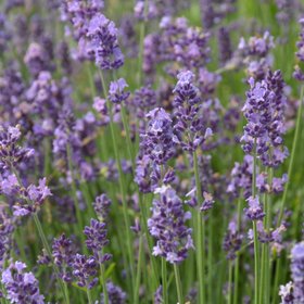 Verve Munstead Lavender Seeds
