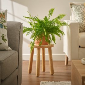 Verve Boston fern in Terracotta Plastic Grow pot