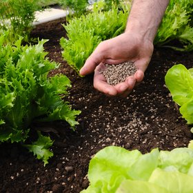 Verve Multi-purpose Granules Universal Plant feed