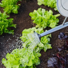 Verve Seaweed Liquid Seaweed Plant feed, 1L