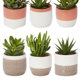 Verve Succulent in Ceramic Decorative pot