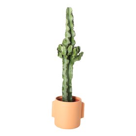Verve Cowboy cactus in Terracotta Ceramic Decorative pot
