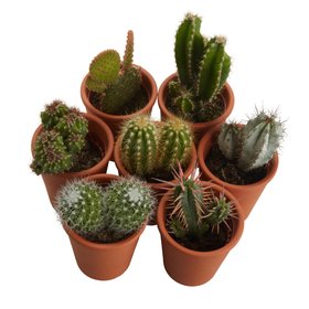 Verve Cactus mix in Terracotta Decorative pot