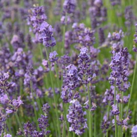 Verve Munstead Lavender Seeds