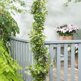 verve Jasmine plant