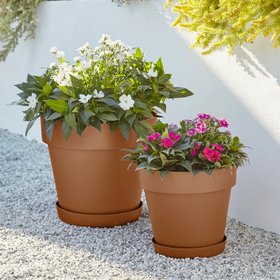 verve Teracotta pots