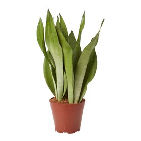Verve Assorted Snake plant in Terracotta Plastic Grow pot
