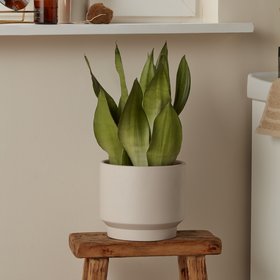 Verve Assorted Snake plant in Terracotta Plastic Grow pot