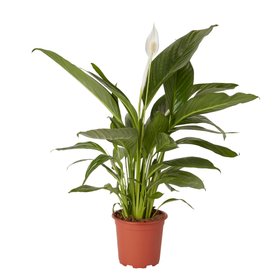 Verve Peace lily in Terracotta Plastic Grow pot