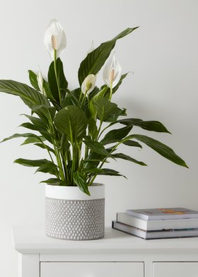 Verve Peace lily