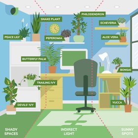 Verve office plant guide