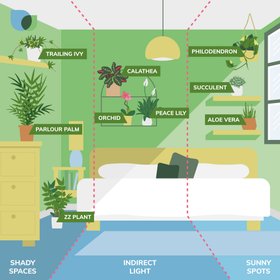 Verve best suited houseplants for the bedroom