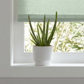 Verve Aloe vera in Terracotta Plastic Grow pot 12cm