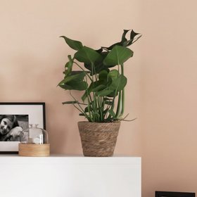 Verve Monstera