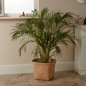 Verve Butterfly palm in Terracotta Plastic Grow pot