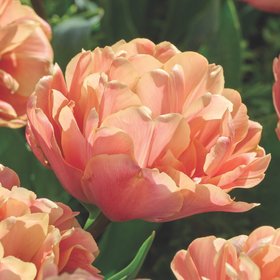 Verve copper image tulip