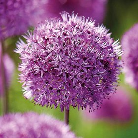Verve purple sensation Allium