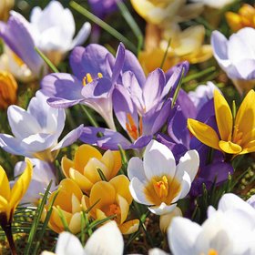 mixed crocus