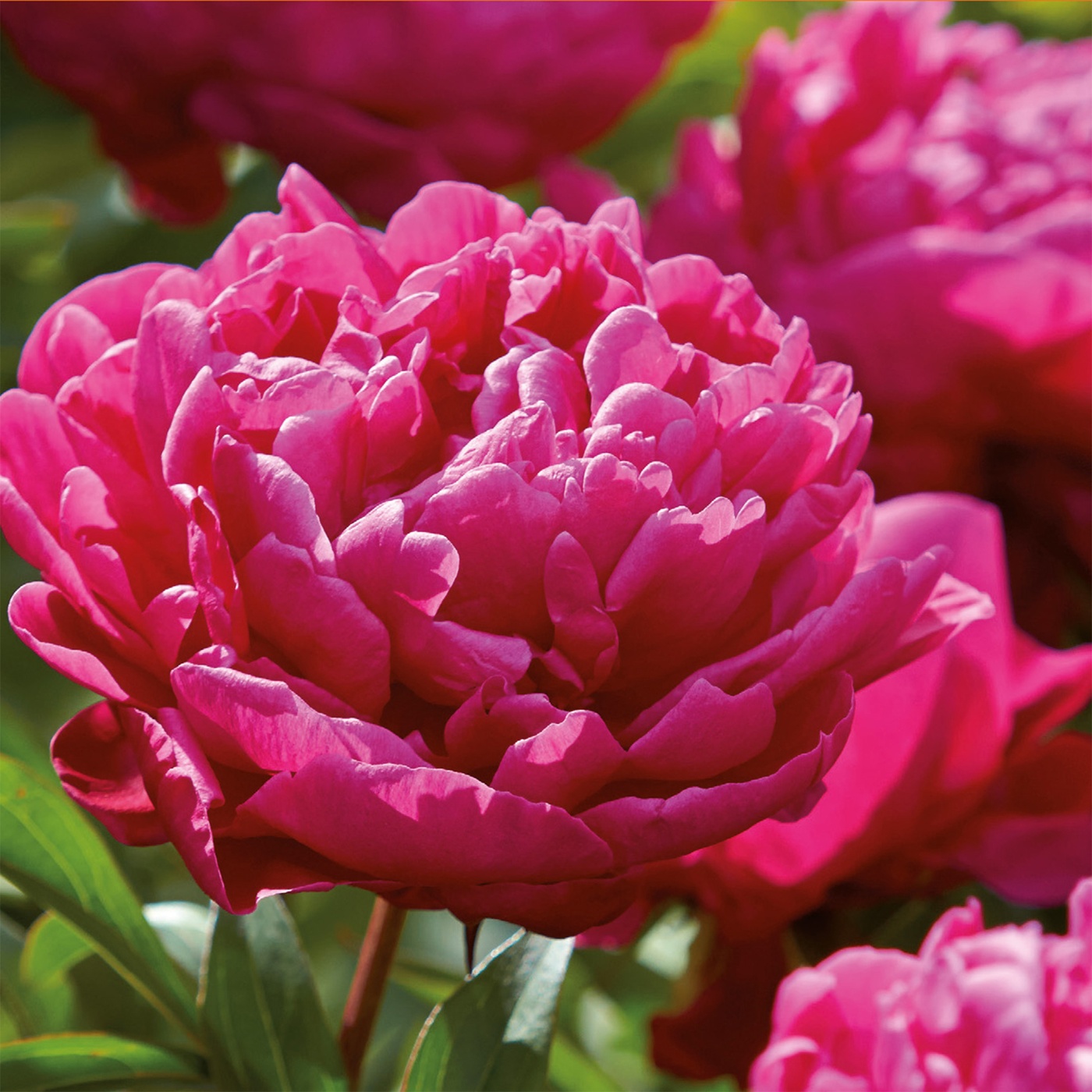 Verve Peony Karl Rosenfield Flower bulb