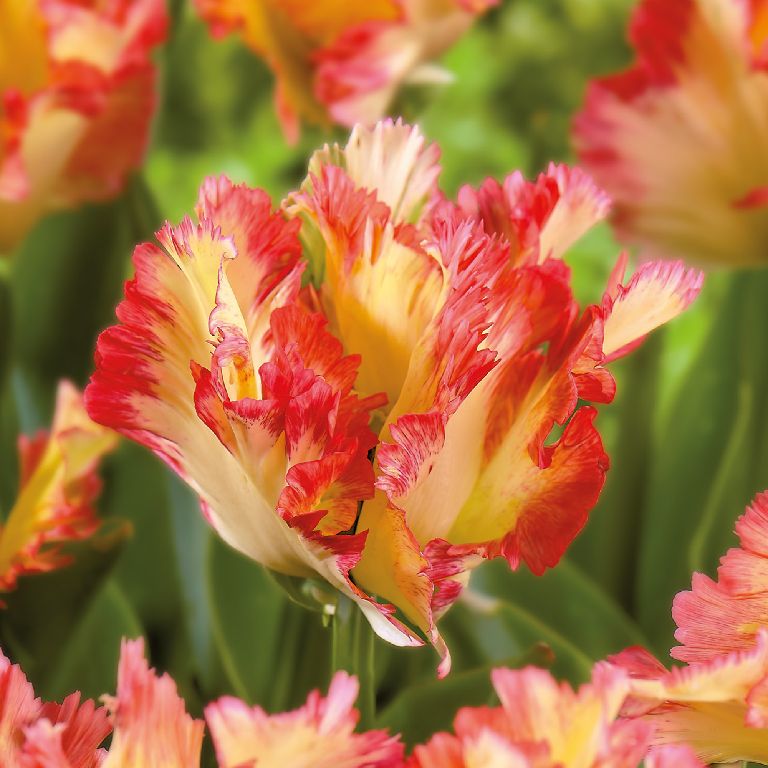 Tulip Caribbean Parrot 7 Flower bulbs
