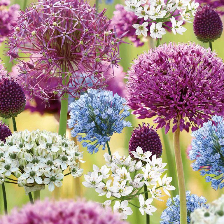 Verve Allium Collection Mixed 50 Flower bulbs, Spring Flowering