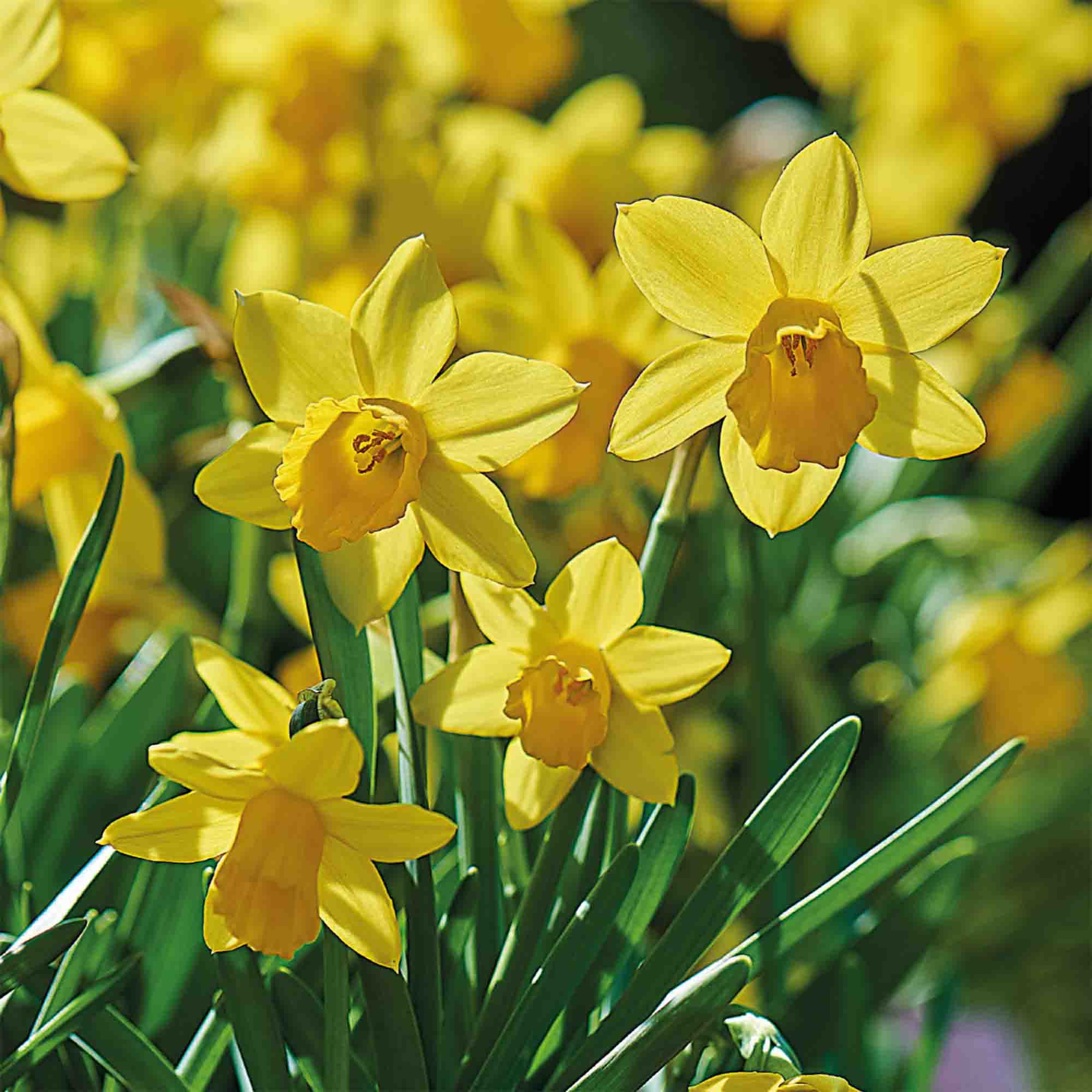 Verve Narcissus Tête-à-Tête 50 Flower bulbs, Dwarf Daffodil