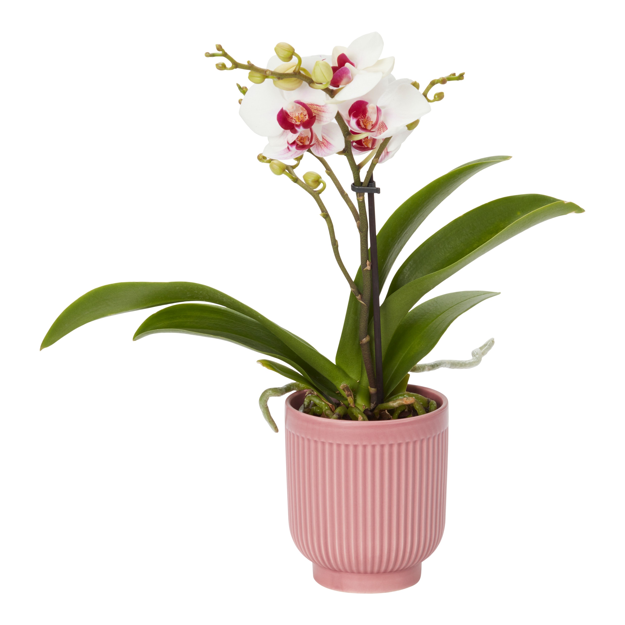 Verve Single Stem Moth orchid in Assorted Ceramic Decorative pot 9cm