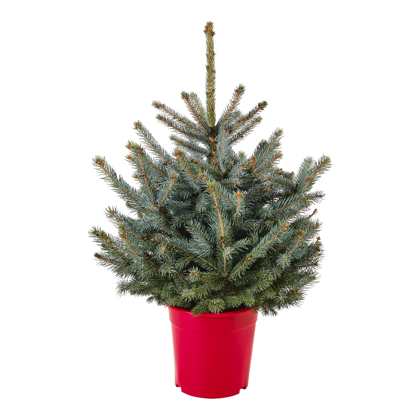 Mini potted Christmas tree