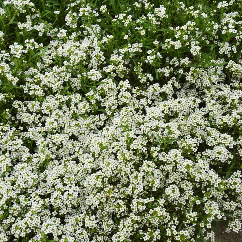 Verve Snow Cloth Allyssum Seeds