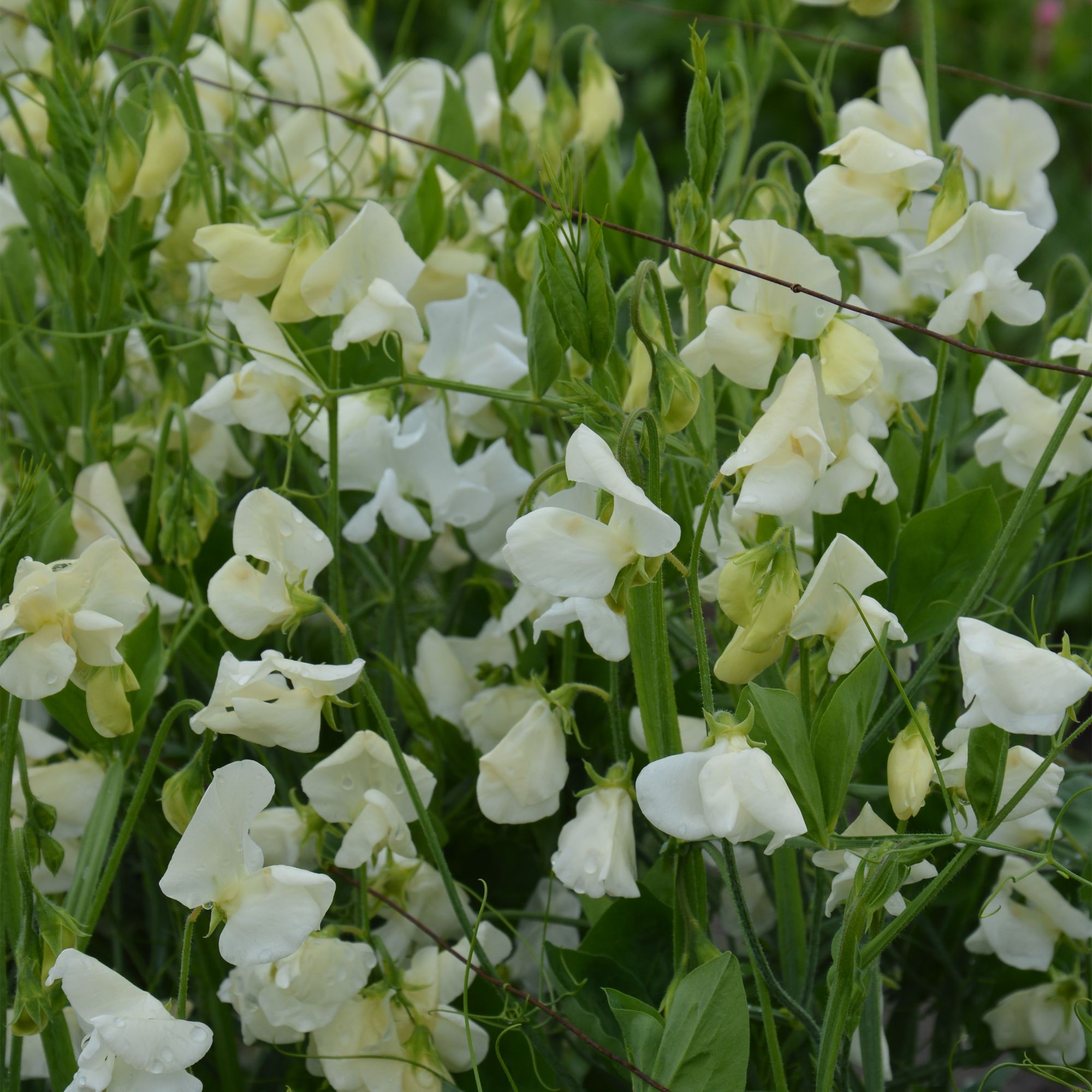 Verve White Sweet Pea Seeds