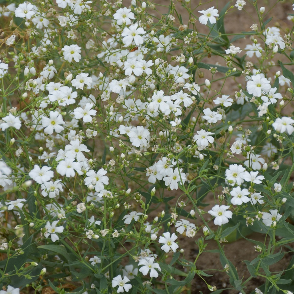 Verve Elegans white Gypsophila Seeds