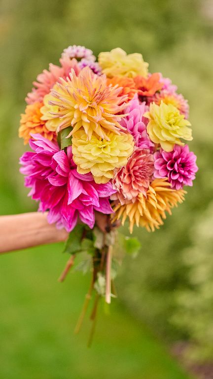 Inspire Outdoor Verve Dahlia Bunch2 PT 2025 S