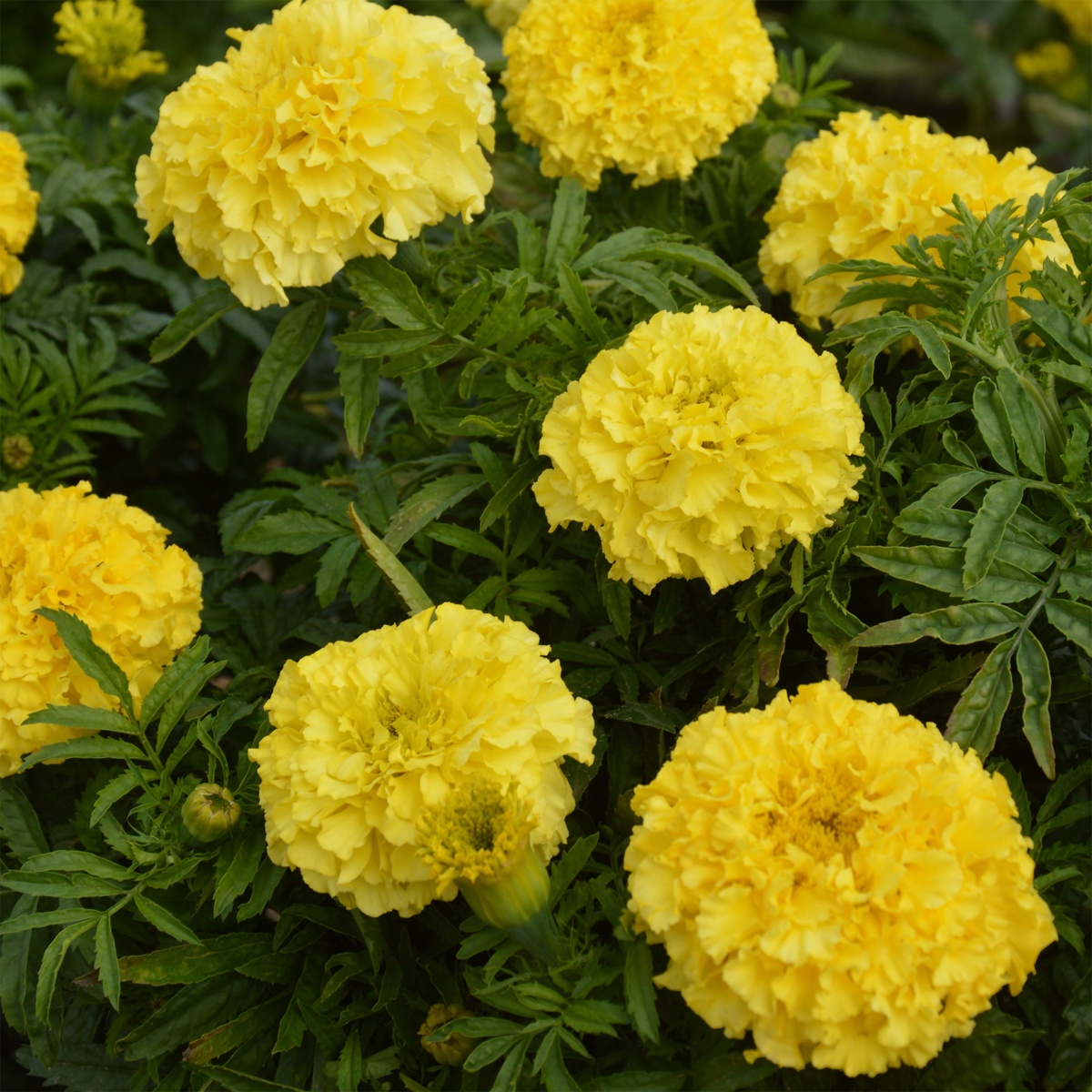 Verve African Sunspot Yellow Marigold Flower Seeds
