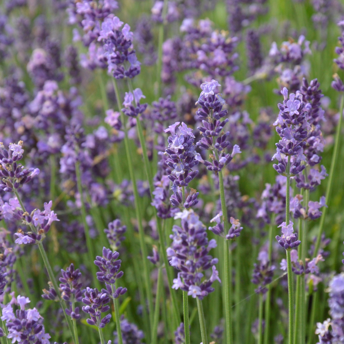 Verve Munstead Lavender Seeds