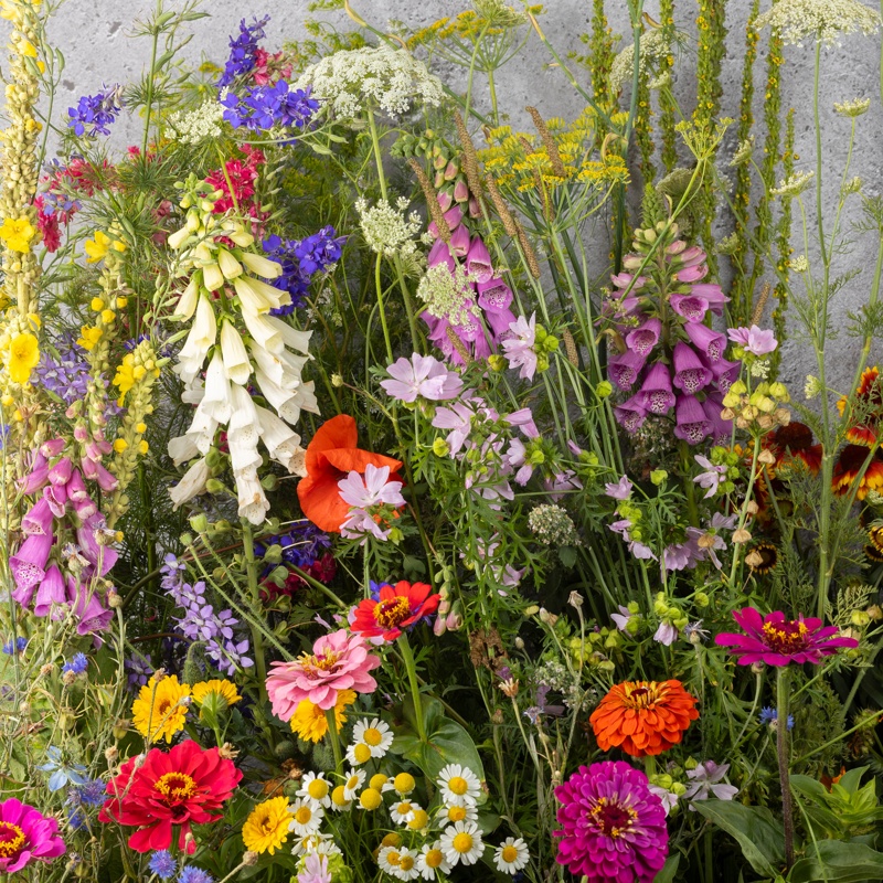 Verve Perfect for wildlife mix Wildflower Seeds
