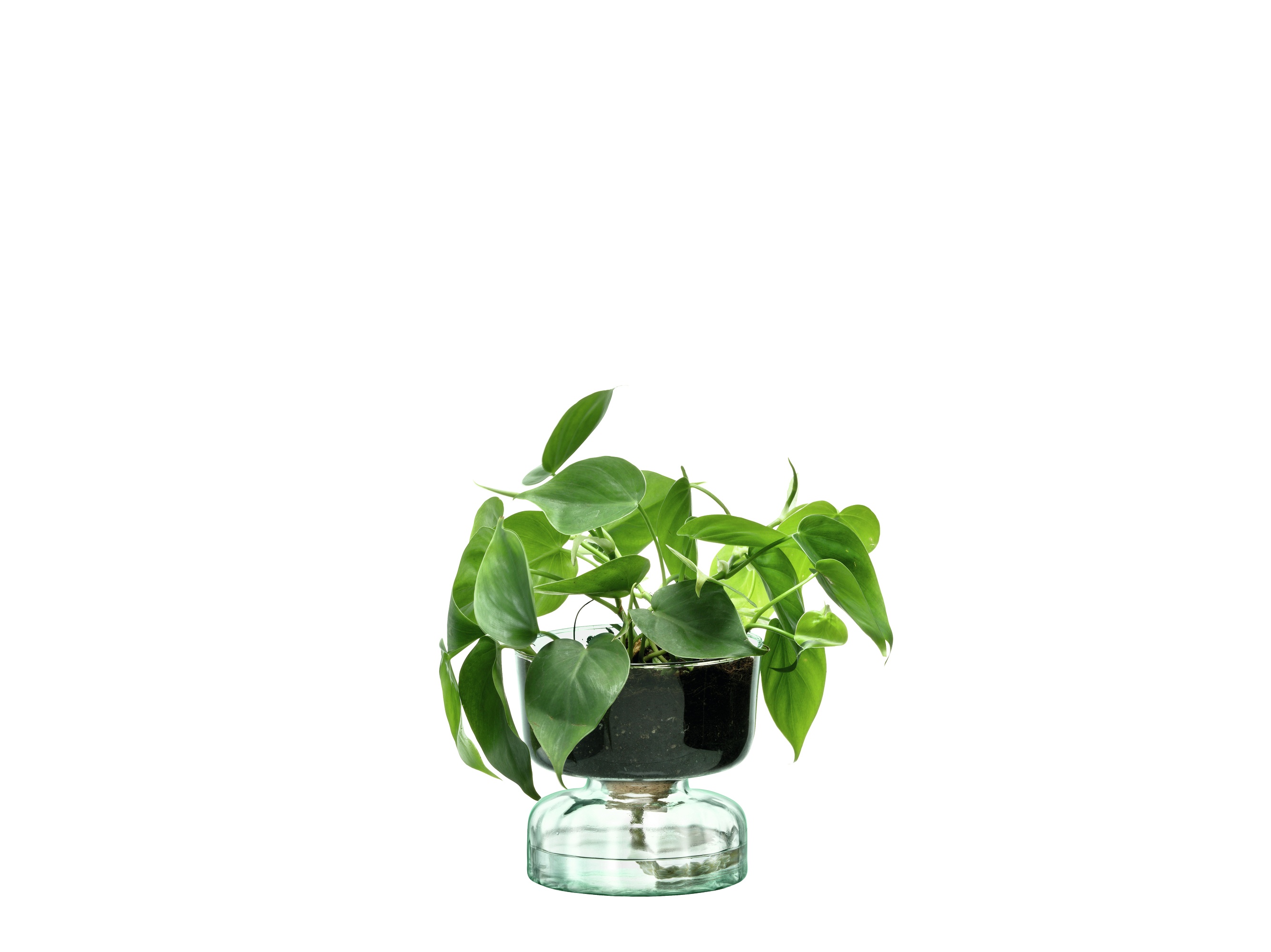 LSA International Canopy Self Watering Planter - 13cm