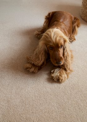 Cormar Carpet Pembroke in the shade Cashmere
