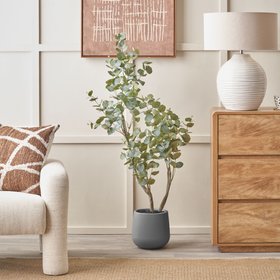 Eucalyptus Tree in Grey Pot