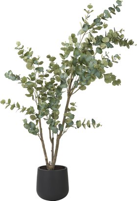 Eucalyptus Tree in Grey Pot Large