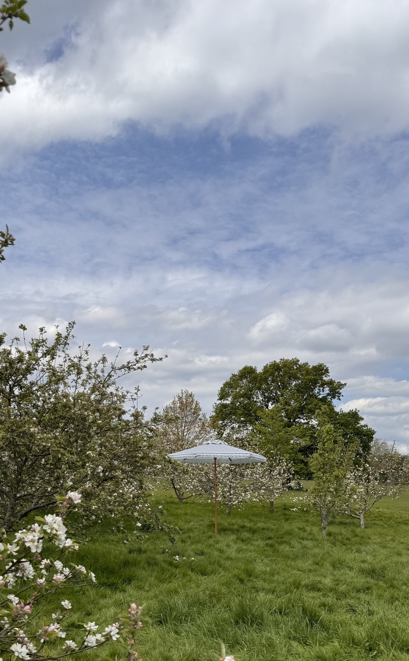 William Morris Fruit striped blue & white parasol