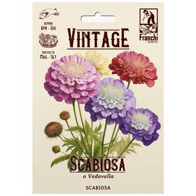Vintage Scabiosa 'Vedovella' Seeds