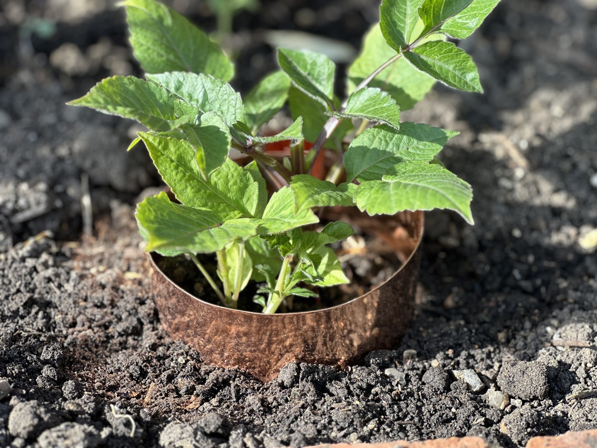 Copper Plant Rings to deter slugs & snails