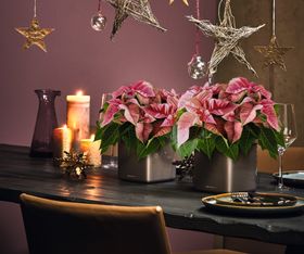Christmas decor with houseplants