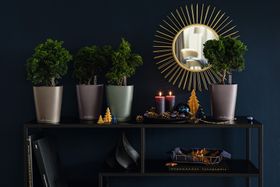 Christmas decor with houseplants