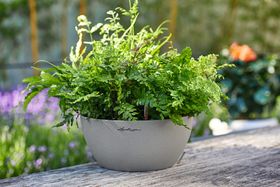 Fathers Day Gift: Self-Watering CUBETO planter from Lechuza