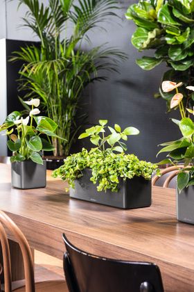 Father's Day Gifts: self-watering triple glossy planter