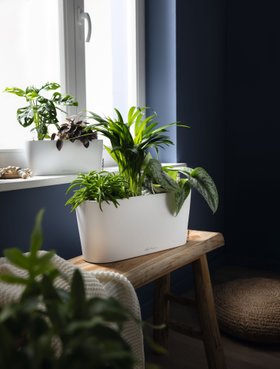 Valentine's Gift: LECHUZA DELTA Self-watering planter